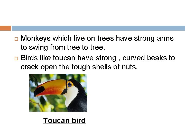  Monkeys which live on trees have strong arms to swing from tree to