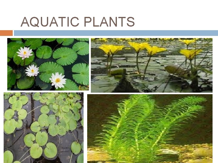 AQUATIC PLANTS 
