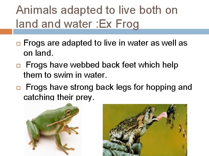 ADAPTATION IN TERRESTRIAL PLANTS AND ANIMALS TERRESTRIAL HABITATS