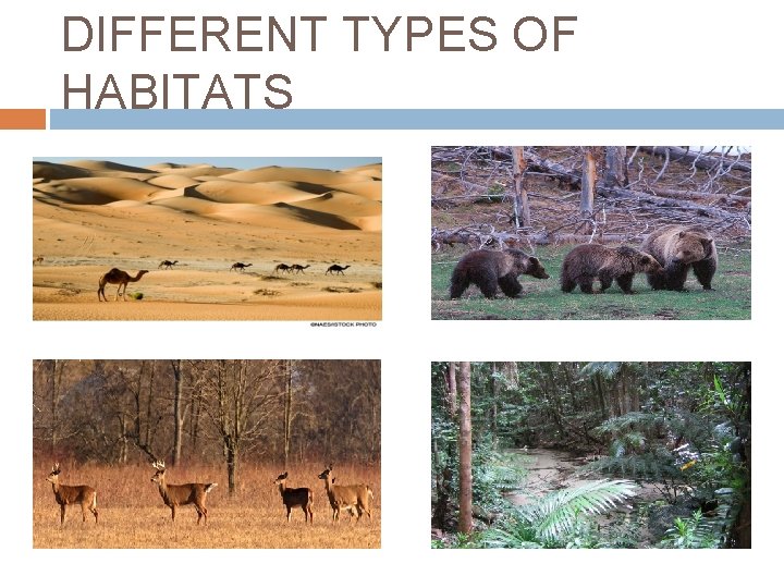 DIFFERENT TYPES OF HABITATS 