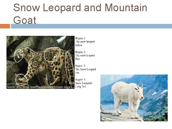 Snow Leopard and Mountain Goat 