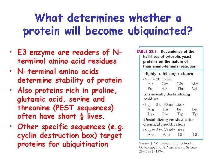 What determines whether a protein will become ubiquinated? • E 3 enzyme are readers