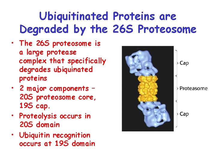 Ubiquitinated Proteins are Degraded by the 26 S Proteosome • The 26 S proteosome