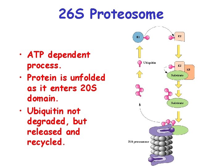 26 S Proteosome • ATP dependent process. • Protein is unfolded as it enters