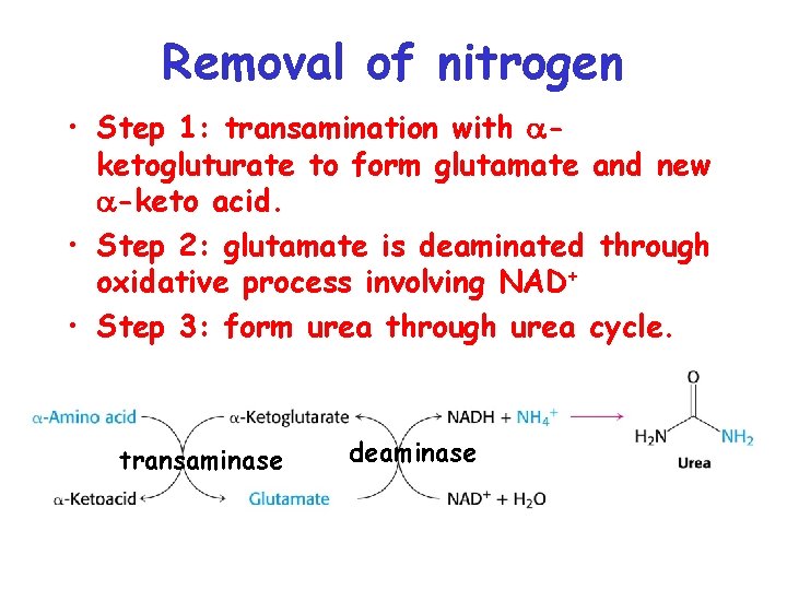 Removal of nitrogen • Step 1: transamination with aketogluturate to form glutamate and new