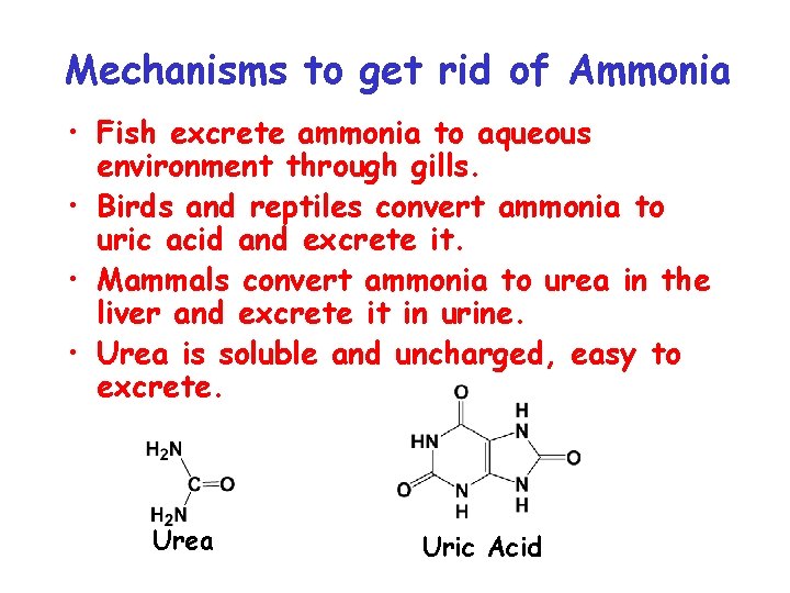 Mechanisms to get rid of Ammonia • Fish excrete ammonia to aqueous environment through