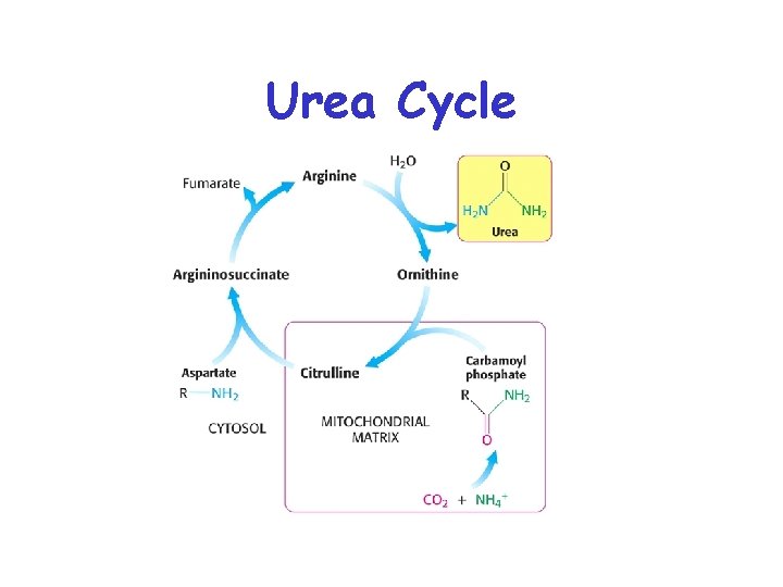 Urea Cycle 