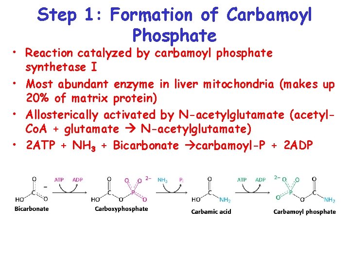 Step 1: Formation of Carbamoyl Phosphate • Reaction catalyzed by carbamoyl phosphate synthetase I