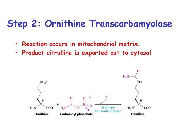 Step 2: Ornithine Transcarbamyolase • Reaction occurs in mitochondrial matrix. • Product citrulline is