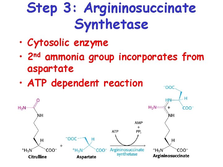 Step 3: Argininosuccinate Synthetase • Cytosolic enzyme • 2 nd ammonia group incorporates from