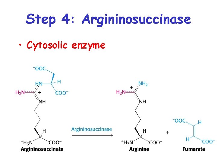 Step 4: Argininosuccinase • Cytosolic enzyme 