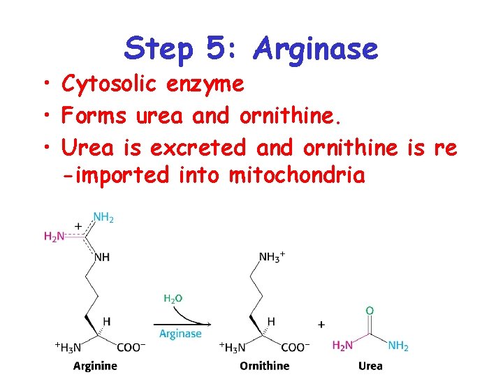 Step 5: Arginase • Cytosolic enzyme • Forms urea and ornithine. • Urea is