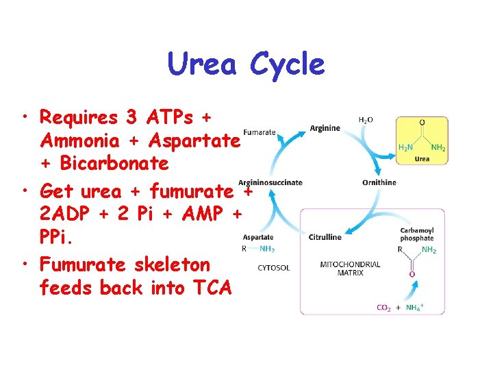 Urea Cycle • Requires 3 ATPs + Ammonia + Aspartate + Bicarbonate • Get