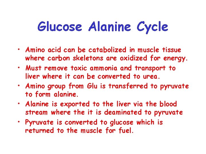 Glucose Alanine Cycle • Amino acid can be catabolized in muscle tissue where carbon