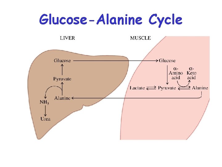 Glucose-Alanine Cycle 