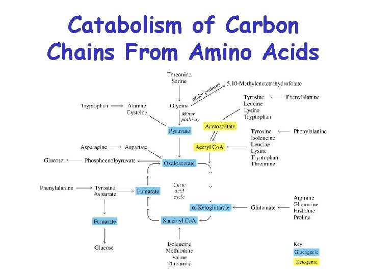 Catabolism of Carbon Chains From Amino Acids 