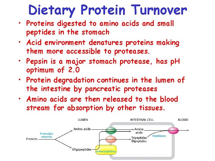 Dietary Protein Turnover • Proteins digested to amino acids and small peptides in the