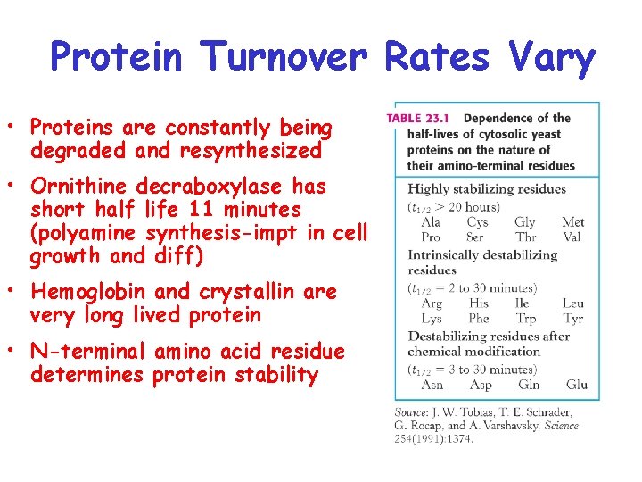 Protein Turnover Rates Vary • Proteins are constantly being degraded and resynthesized • Ornithine