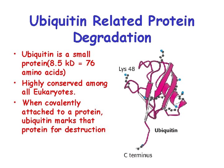 Ubiquitin Related Protein Degradation • Ubiquitin is a small protein(8. 5 k. D =