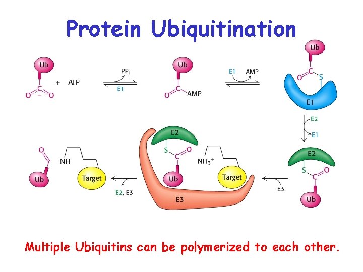 Protein Ubiquitination Multiple Ubiquitins can be polymerized to each other. 