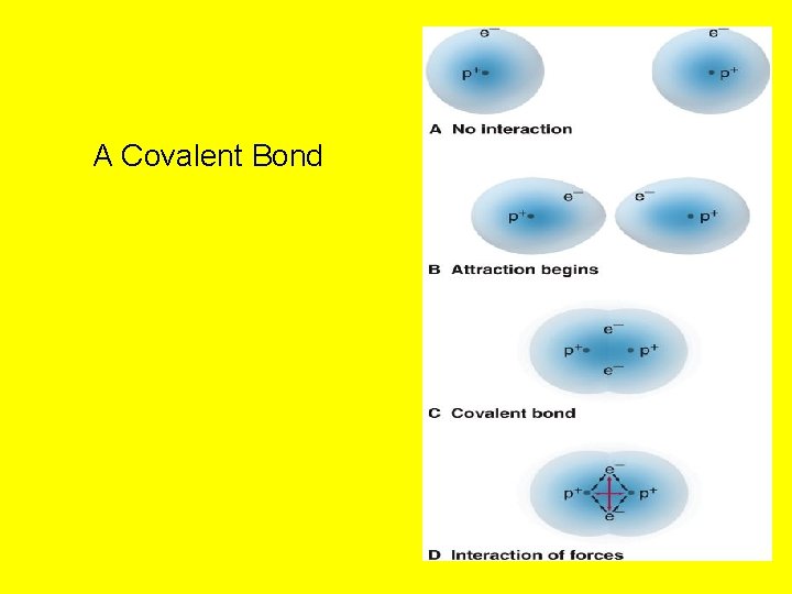 A Covalent Bond 