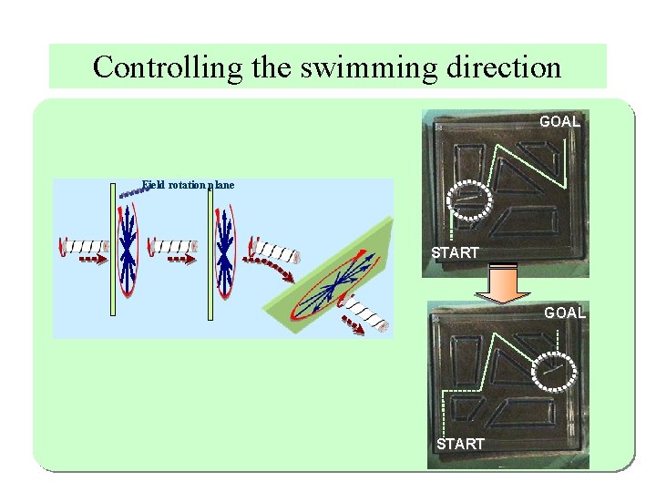 Controlling the swimming direction GOAL Field rotation plane START GOAL START 