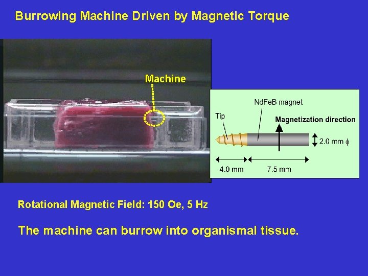 Burrowing Machine Driven by Magnetic Torque Machine Rotational Magnetic Field: 150 Oe, 5 Hz