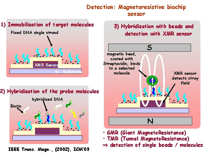 Detection: Magnetoresistive biochip sensor 1) Immobilisation of target molecules Fixed DNA single strand XMR