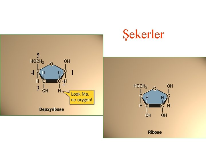 Şekerler 5 4 1 3 2 