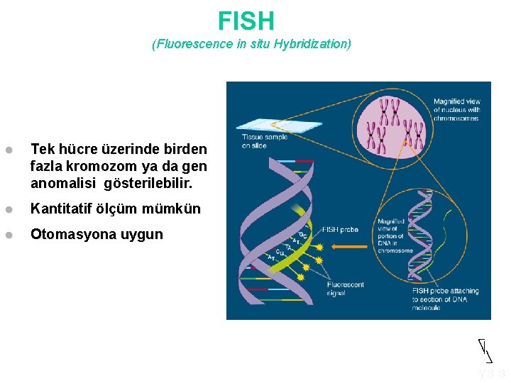 FISH (Fluorescence in situ Hybridization) l Tek hücre üzerinde birden fazla kromozom ya da