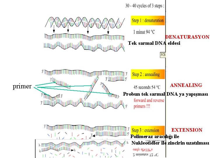 DENATURASYON Tek sarmal DNA eldesi primer ANNEALING Probun tek sarmal DNA ya yapışması EXTENSION