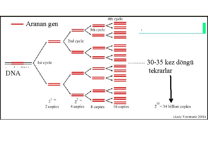 Aranan gen DNA . 30 -35 kez döngü tekrarlar 