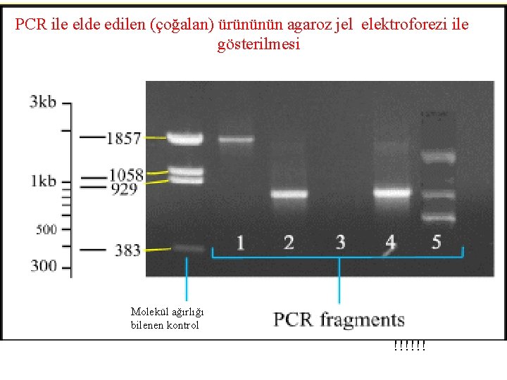 PCR ile elde edilen (çoğalan) ürününün agaroz jel elektroforezi ile gösterilmesi Molekül ağırlığı bilenen