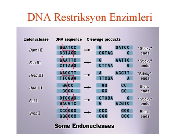 DNA Restriksyon Enzimleri 