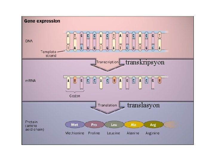 transkripsyon translasyon 