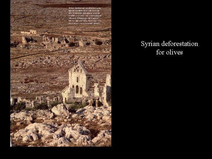 Syrian deforestation for olives 