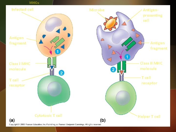 MHCs Infected cell Microbe Antigen fragment Antigenpresenting cell Antigen fragment Class II MHC molecule