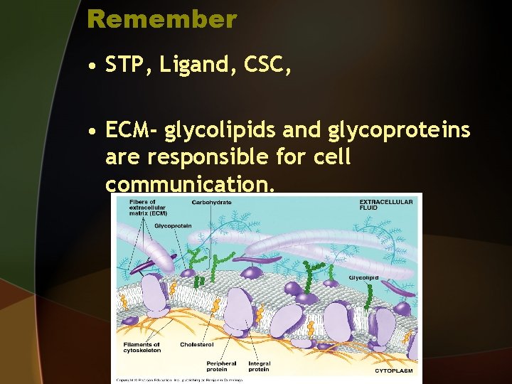 Remember • STP, Ligand, CSC, • ECM- glycolipids and glycoproteins are responsible for cell