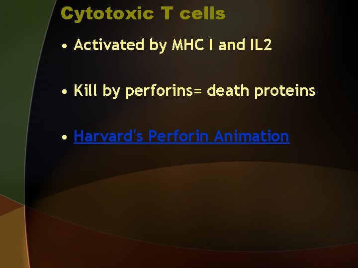 Cytotoxic T cells • Activated by MHC I and IL 2 • Kill by