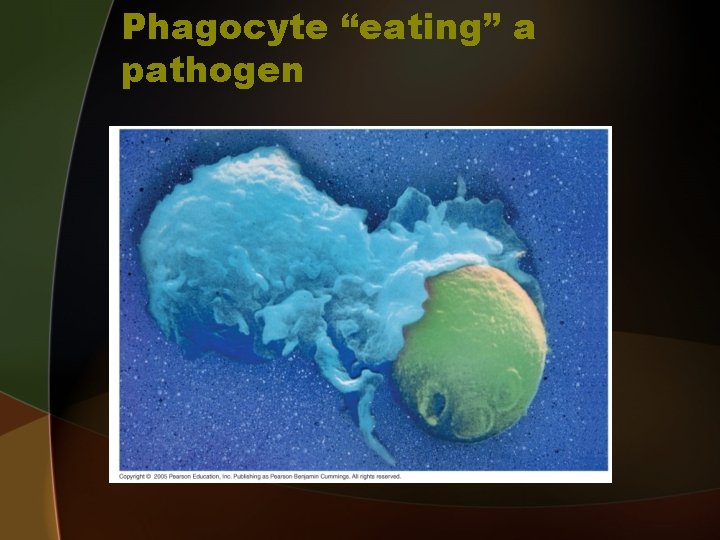 Phagocyte “eating” a pathogen 