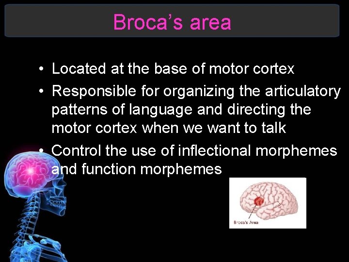 Broca’s area • Located at the base of motor cortex • Responsible for organizing
