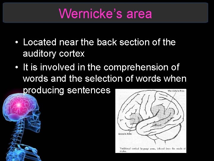 Wernicke’s area • Located near the back section of the auditory cortex • It