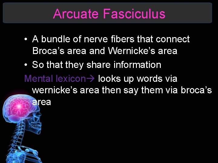 Arcuate Fasciculus • A bundle of nerve fibers that connect Broca’s area and Wernicke’s