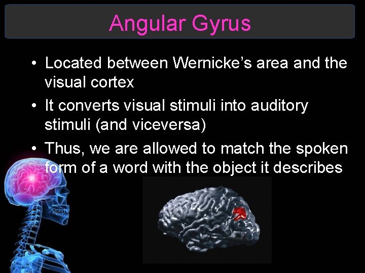 Angular Gyrus • Located between Wernicke’s area and the visual cortex • It converts