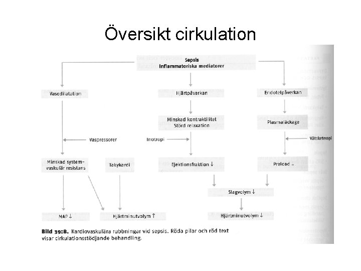 Översikt cirkulation 