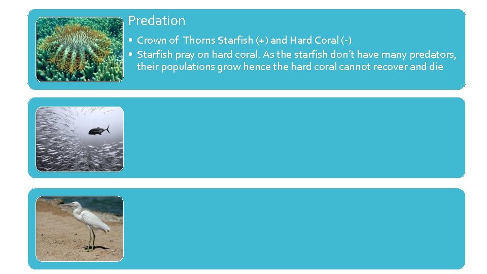 Predation • Crown of Thorns Starfish (+) and Hard Coral (-) • Starfish pray