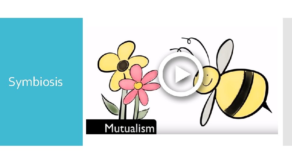 Symbiosis 
