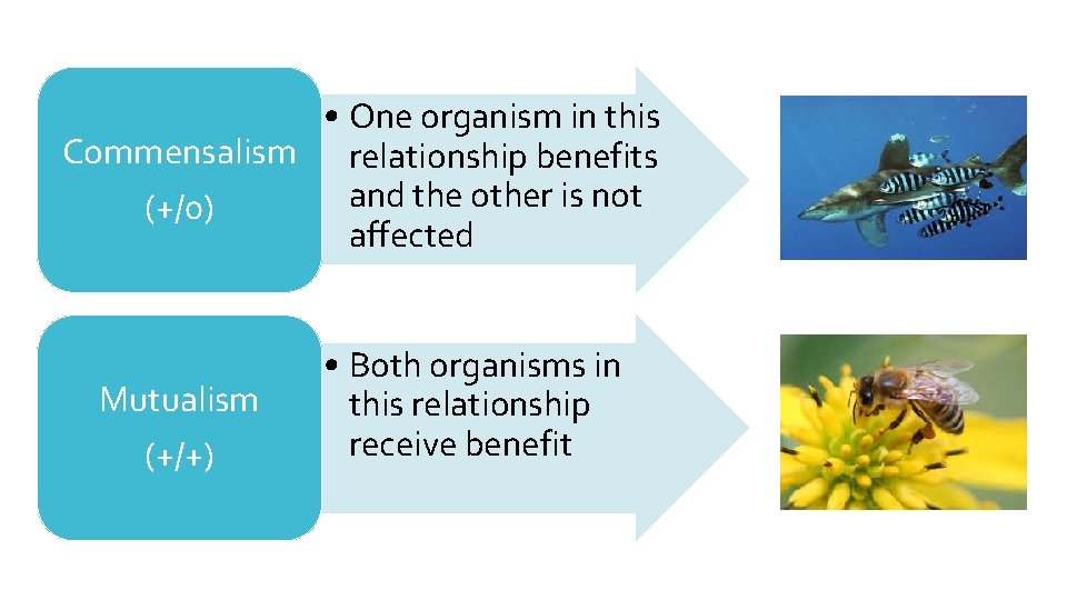  • One organism in this Commensalism relationship benefits and the other is not
