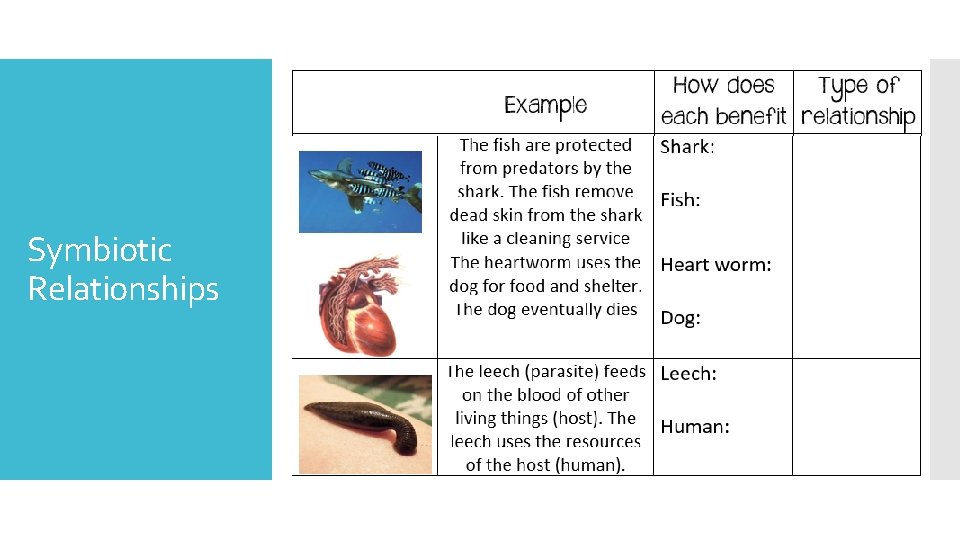 Symbiotic Relationships 