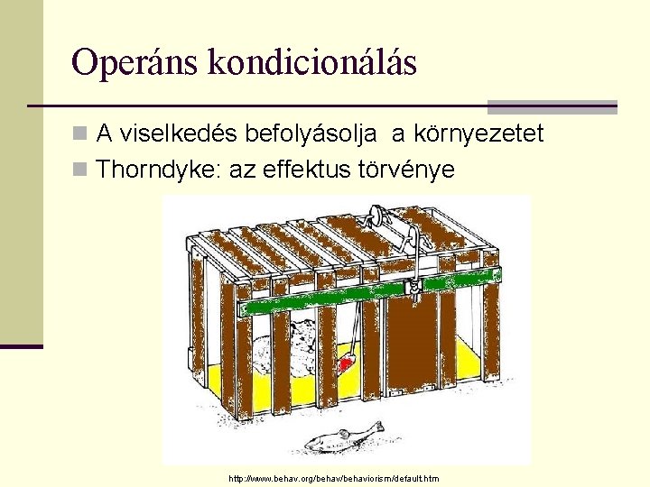 Operáns kondicionálás n A viselkedés befolyásolja a környezetet n Thorndyke: az effektus törvénye http: